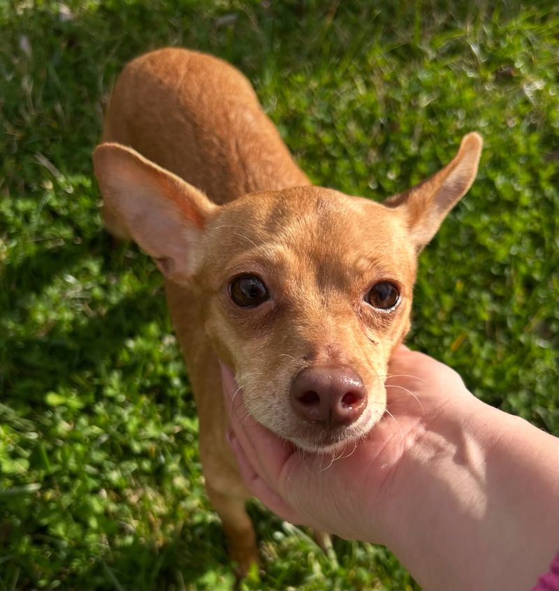 Chihuahua