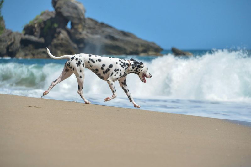 Dalmatian