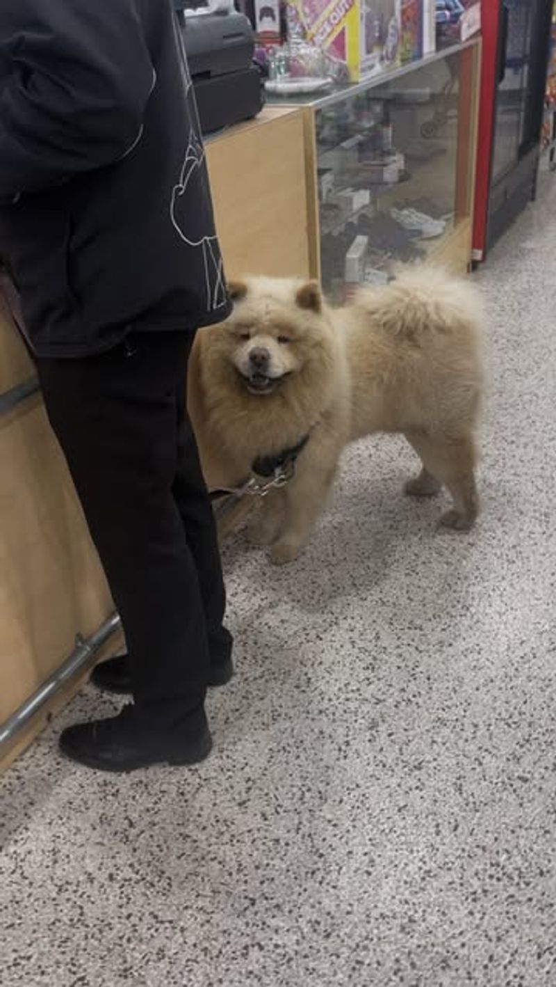 Chow Chow