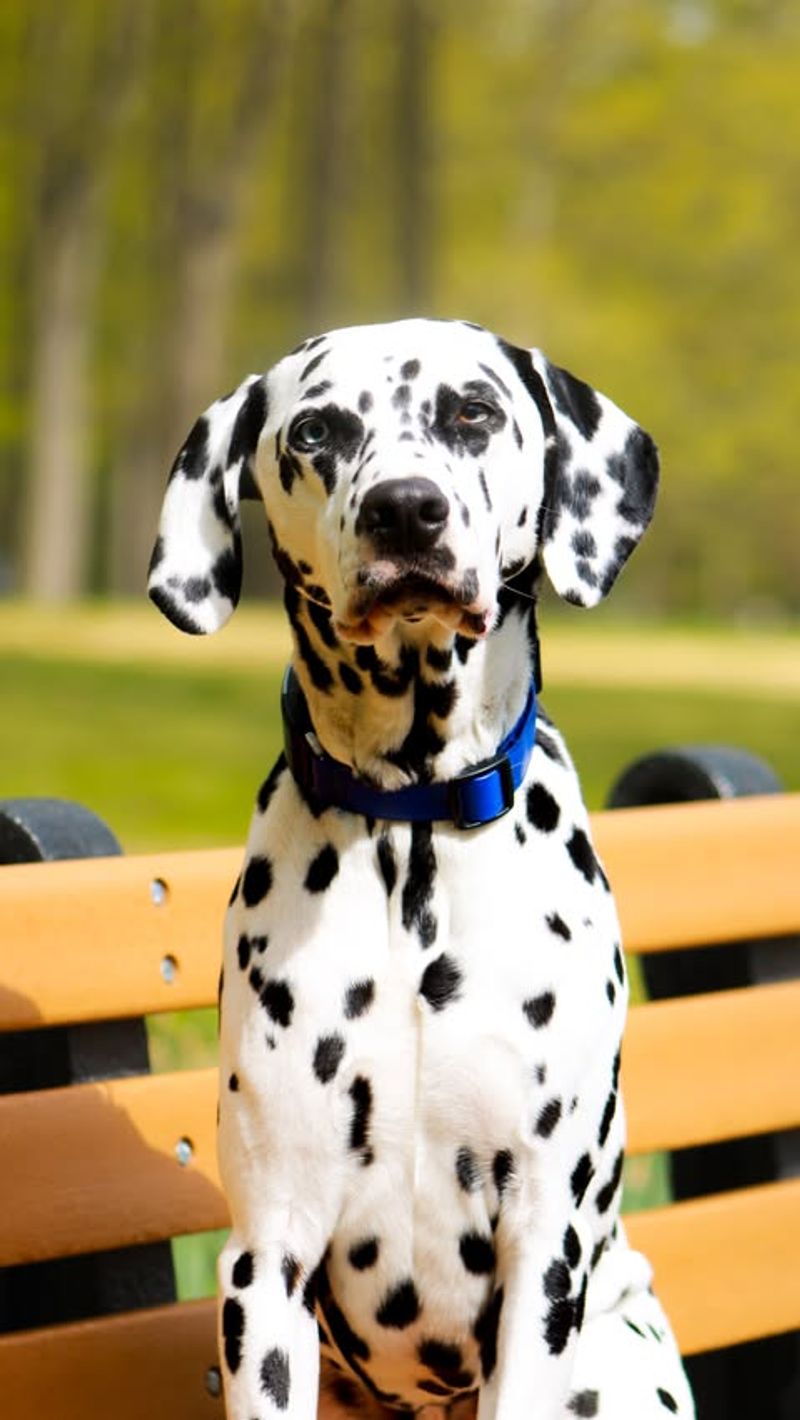 Dalmatian