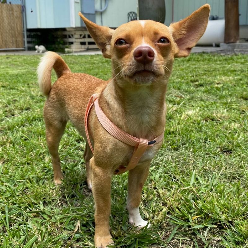 Chihuahua