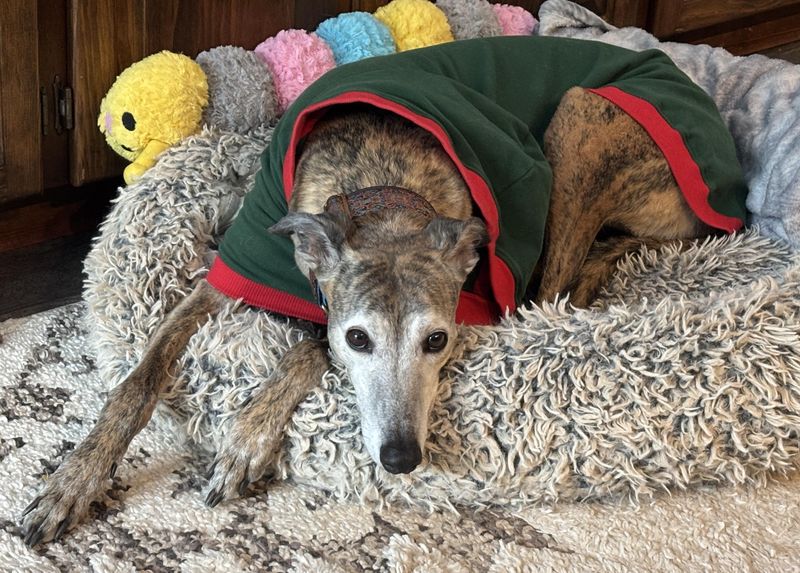 Greyhound