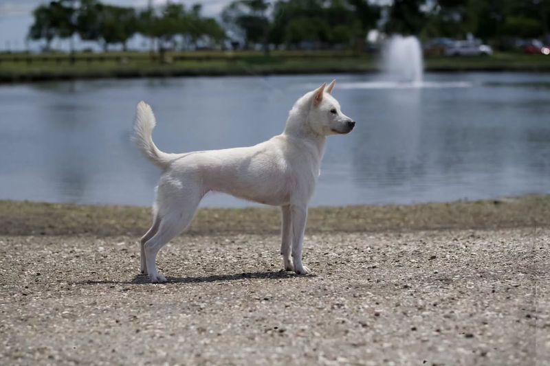 Kishu Ken