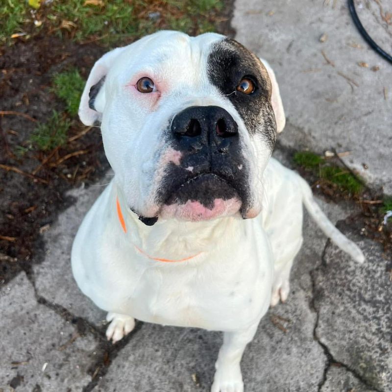 American Bulldog