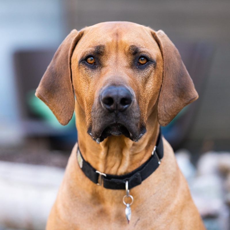 Rhodesian Ridgeback