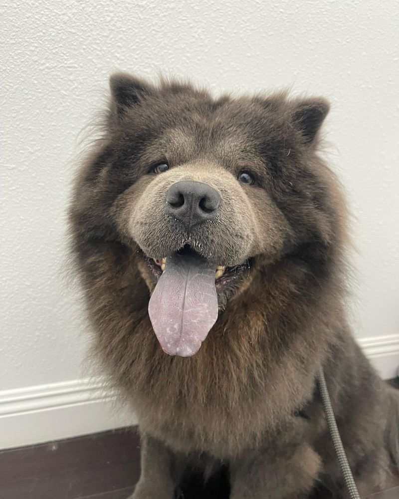Chow Chow