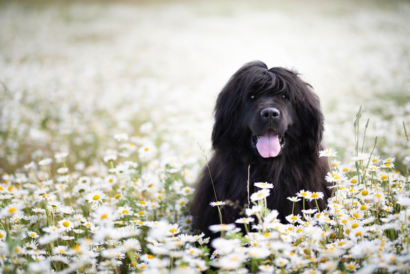 Newfoundland