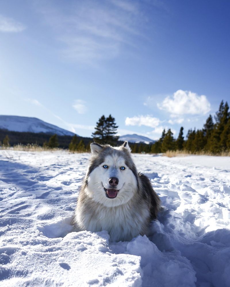 Siberian Husky