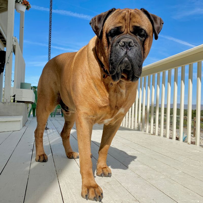Bullmastiff