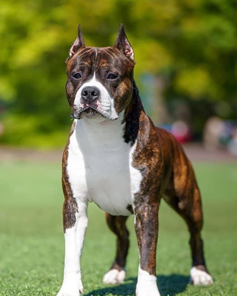 American Staffordshire Terrier