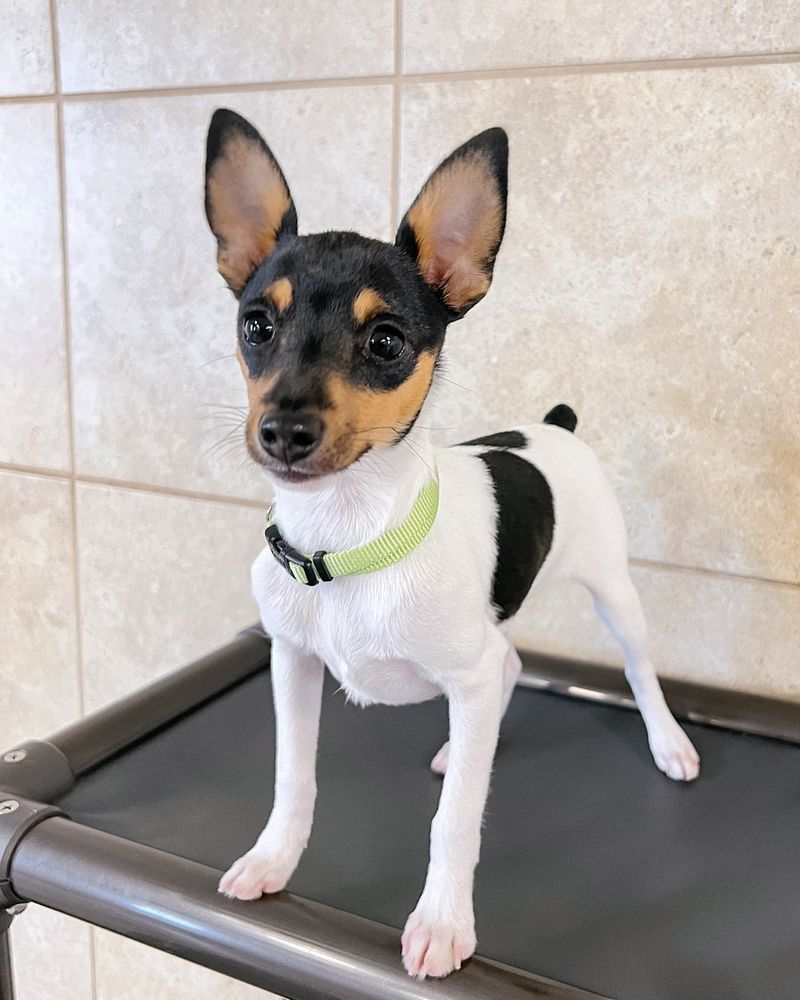 Toy Fox Terrier