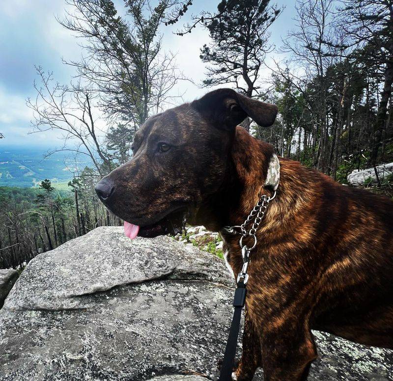 Plott Hound