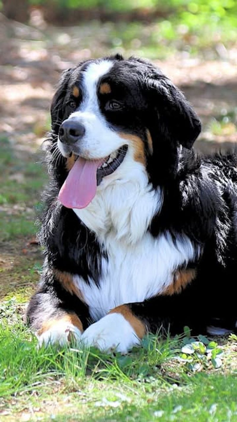 Bernese Mountain Dog