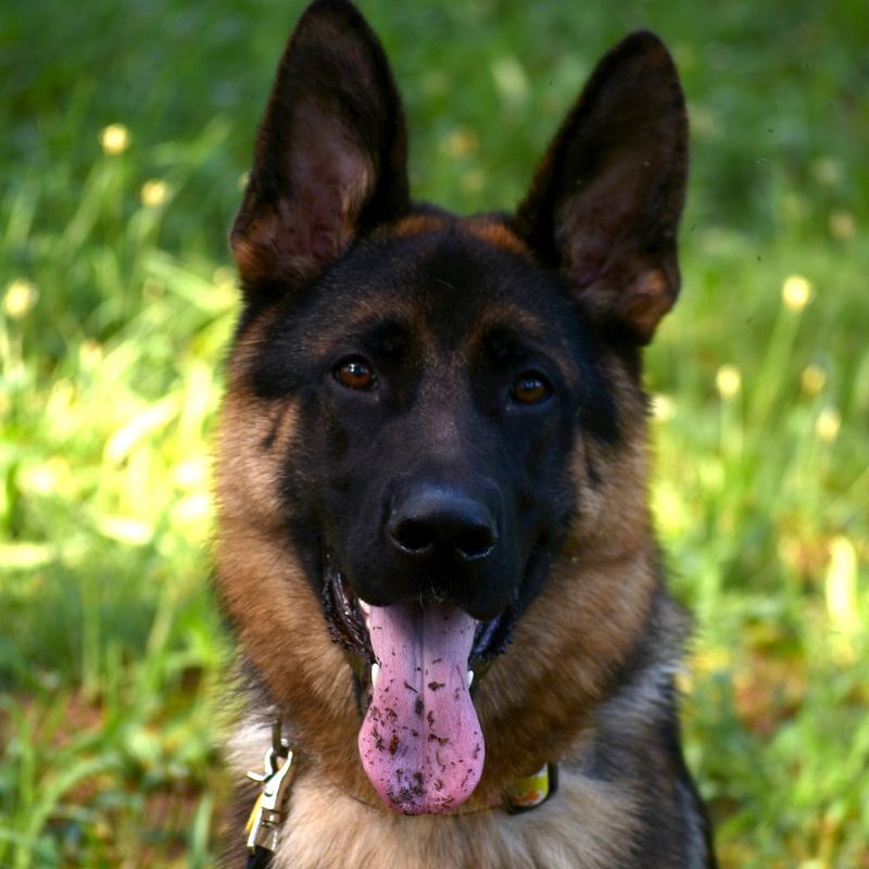 German Shepherd