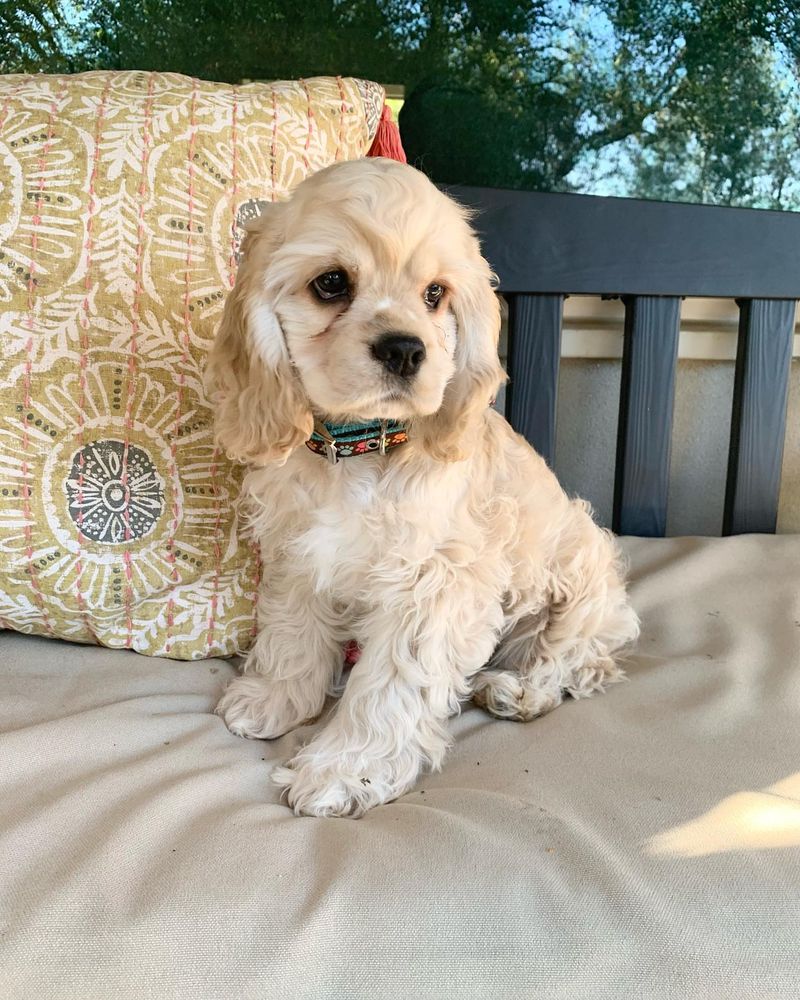 Cocker Spaniel