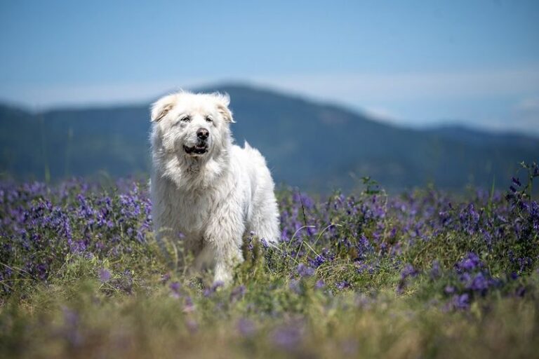 16 Ranch Dog Breeds Known for Their Grit and Loyalty - Epic dogs tales
