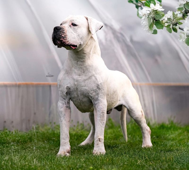 Dogo Argentino