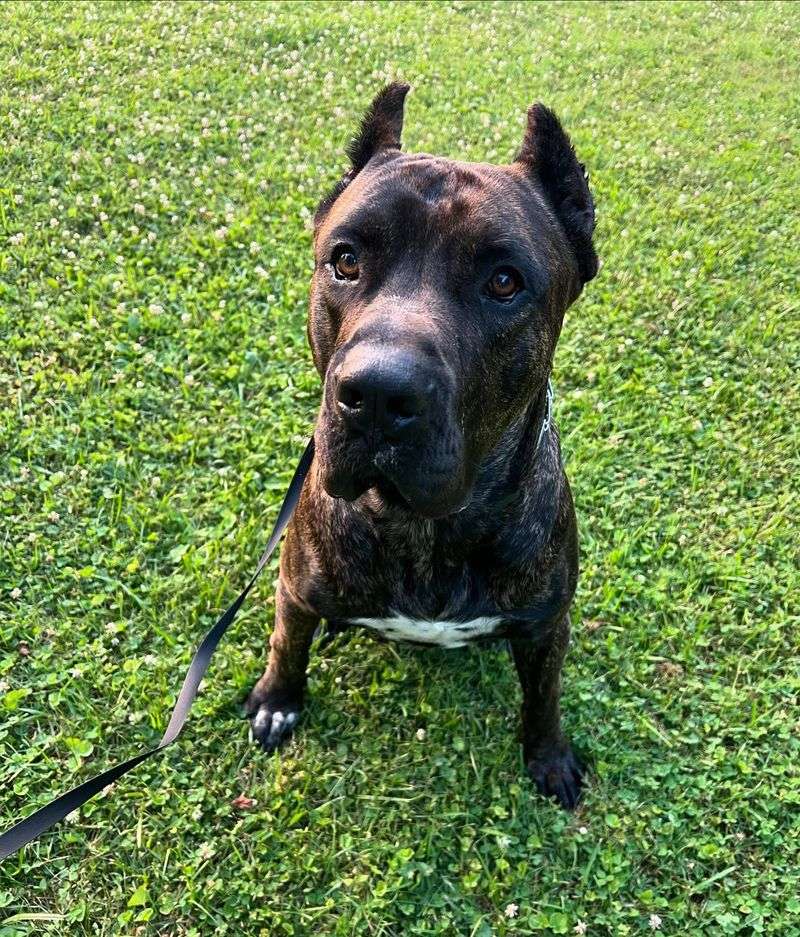 Presa Canario