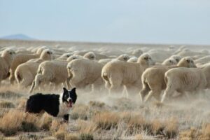 16 Ranch Dog Breeds Known for Their Grit and Loyalty - Epic dogs tales