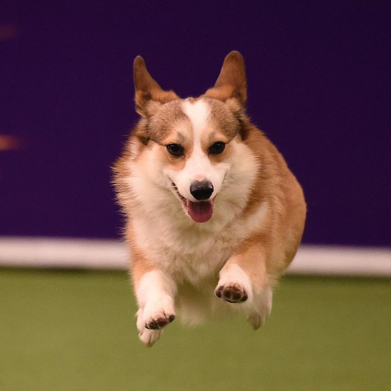 Pembroke Welsh Corgi