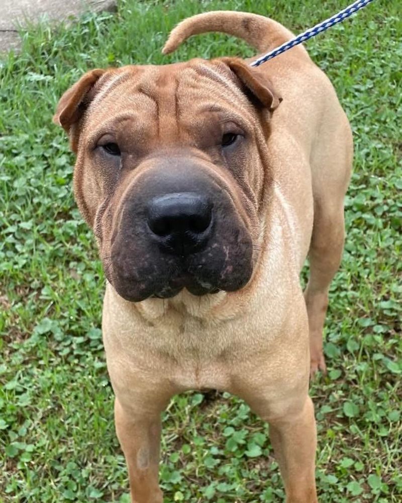 Shar Pei