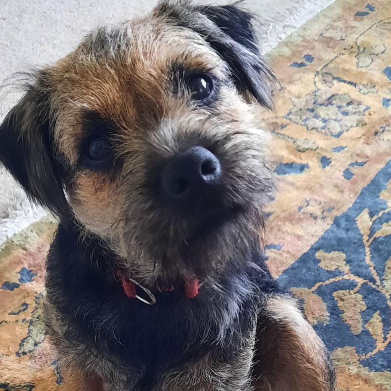 Border Terrier