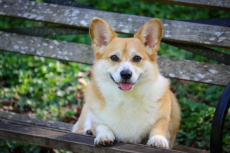 Corgi