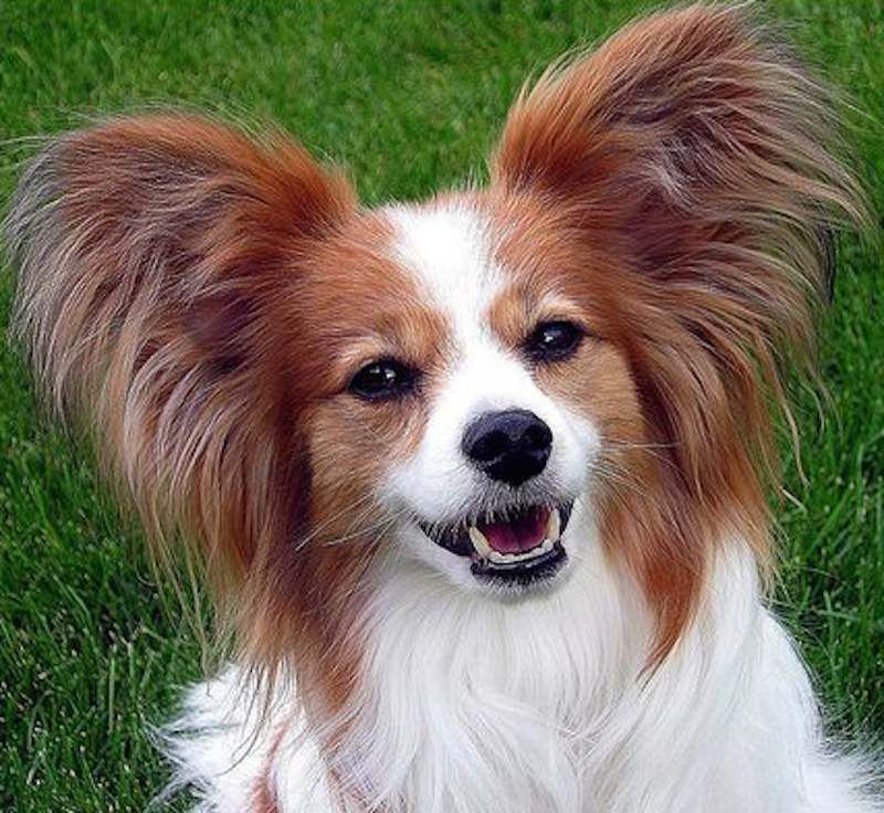 Papillon