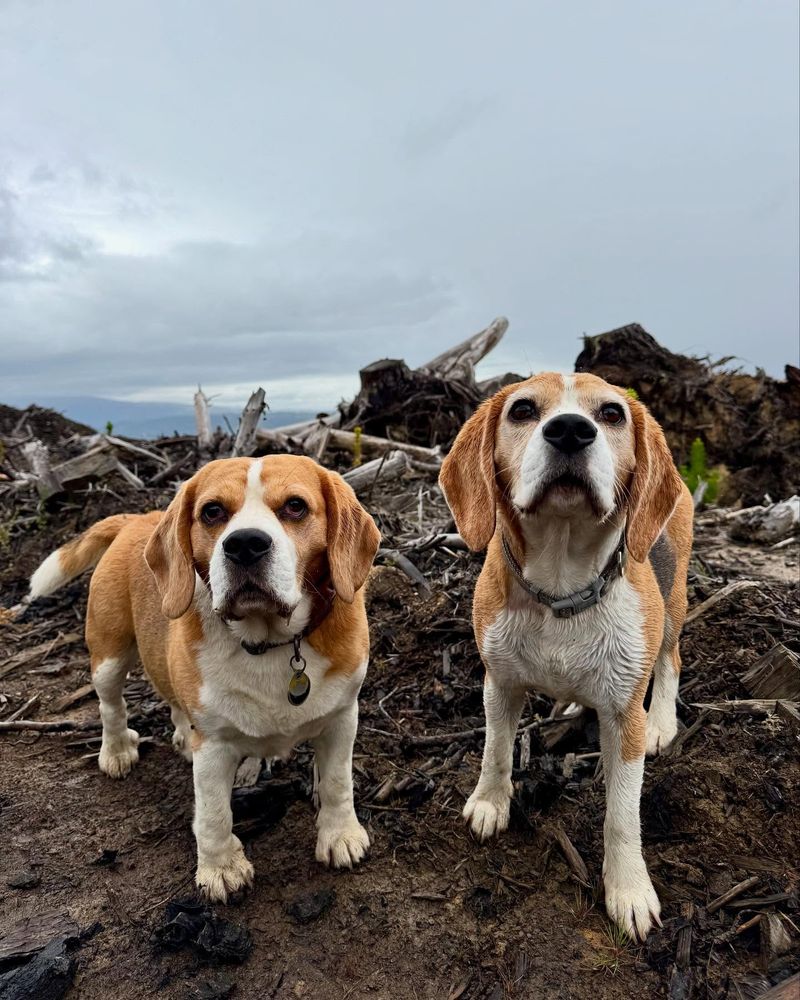 Beagle