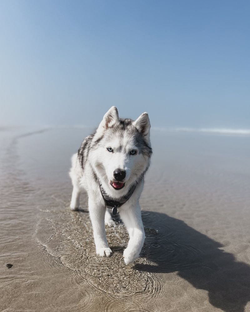 Siberian Husky