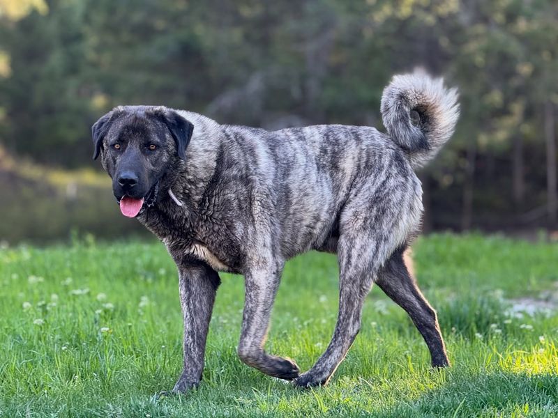 Anatolian Shepherd Dog