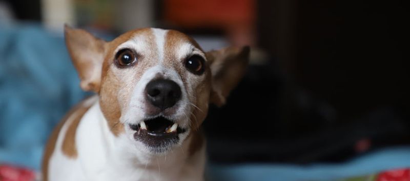 Excessive Barking