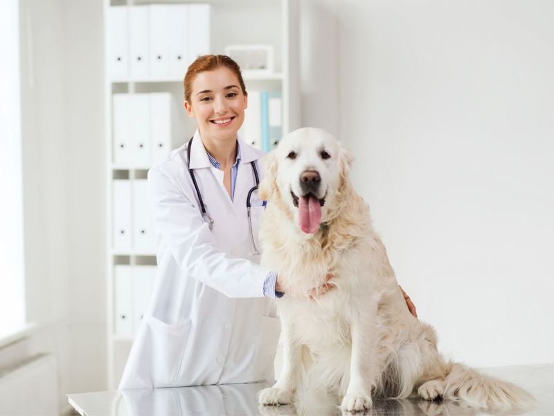 Regular Vet Visits