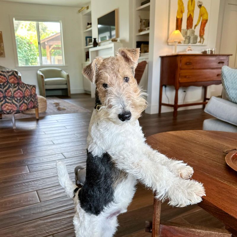 Wire Fox Terrier