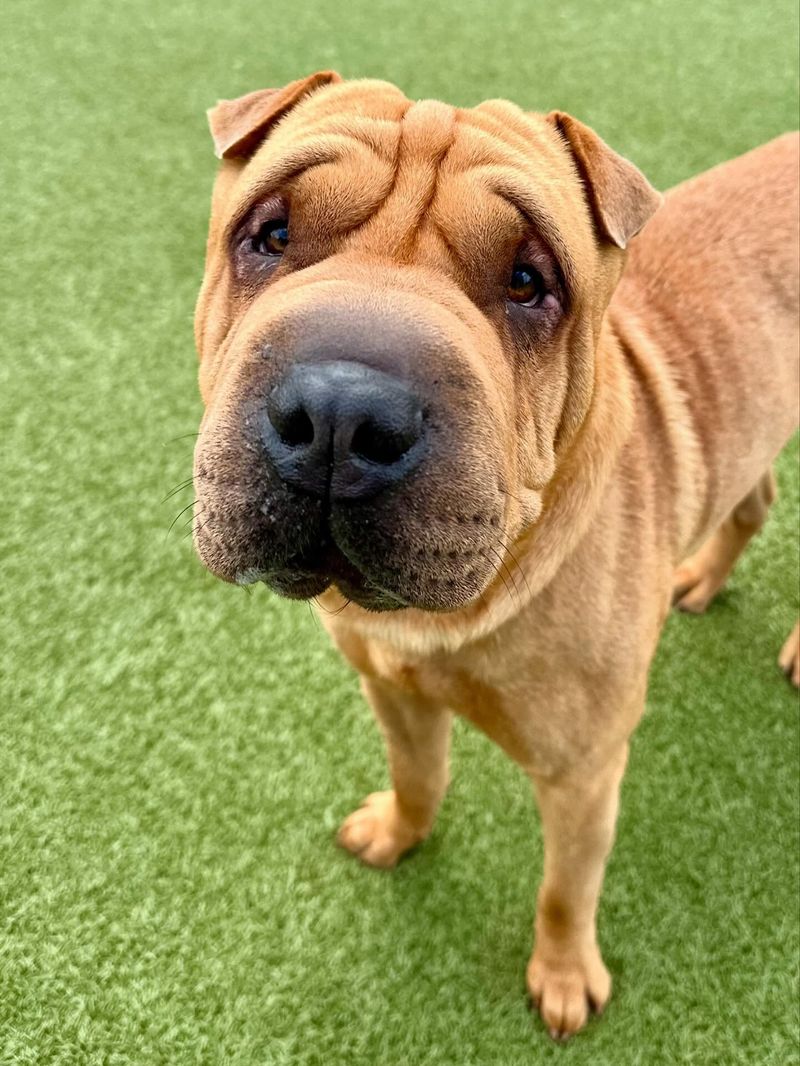 Shar Pei