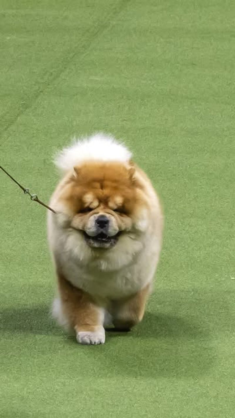 Chow Chow