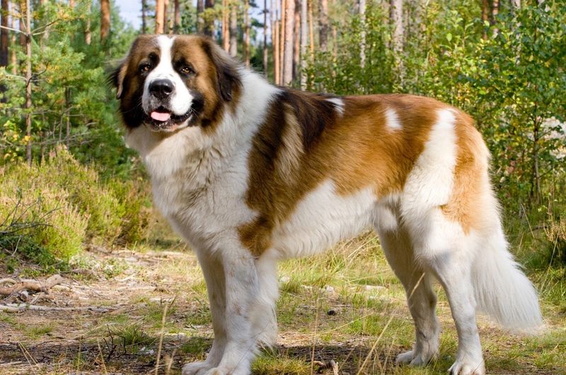 Saint Bernard