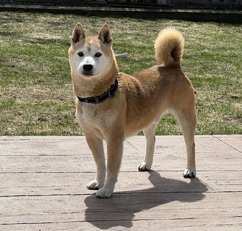 Shiba Inu