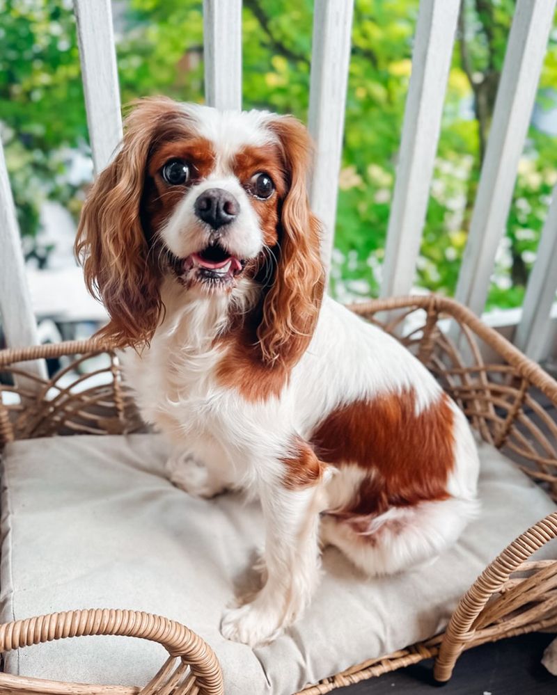 Cavalier King Charles Spaniel