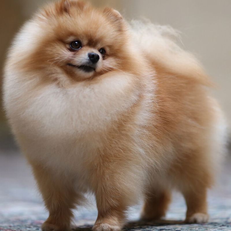 Pomeranian