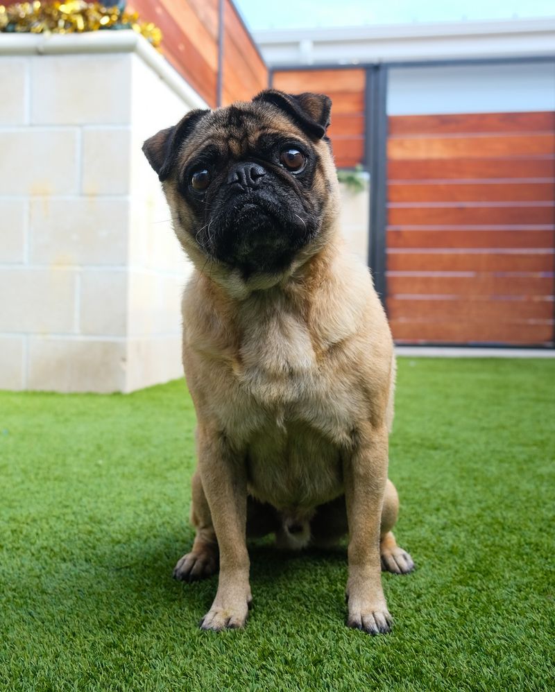 Pug
