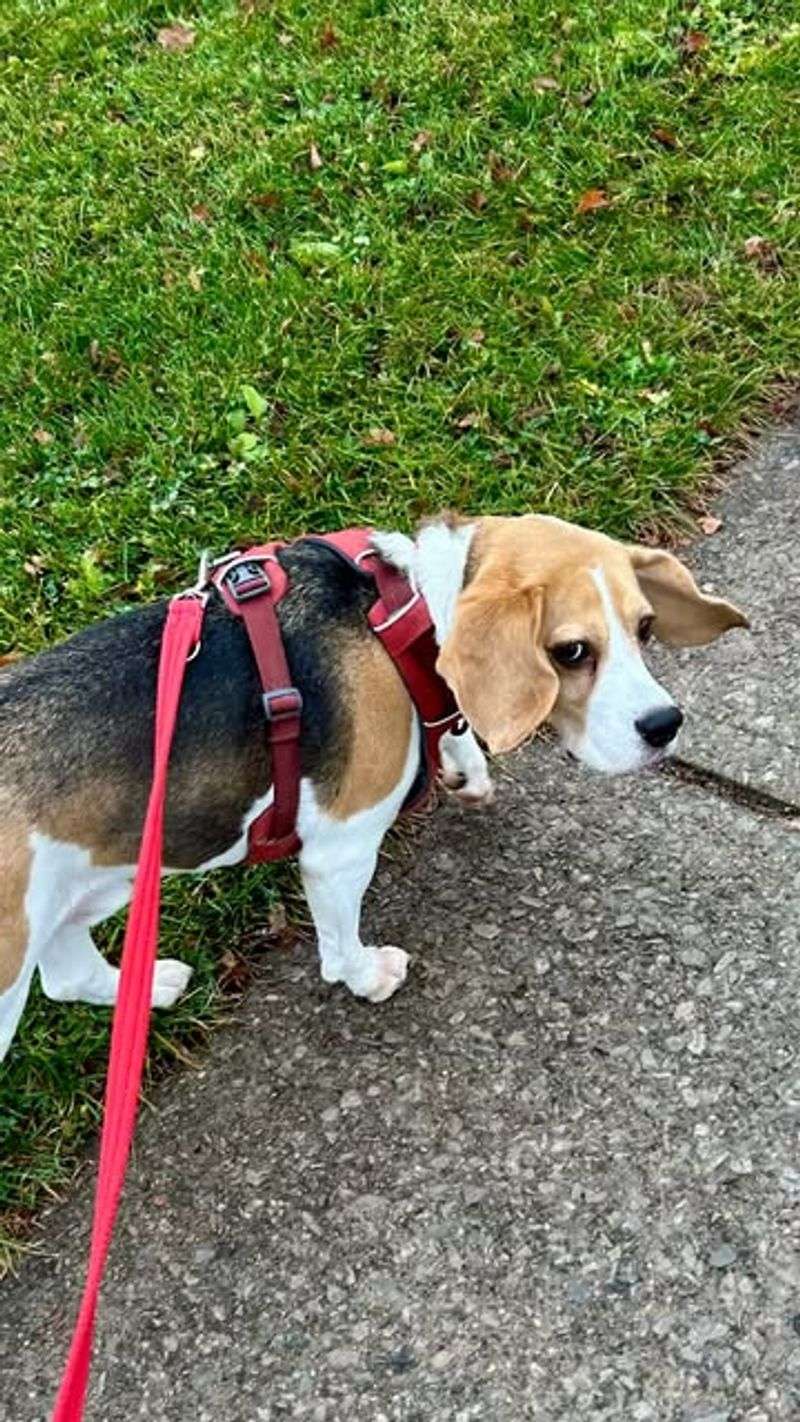 Beagle