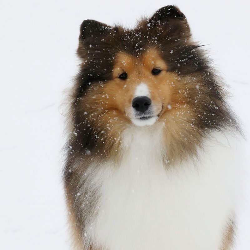 Shetland Sheepdog