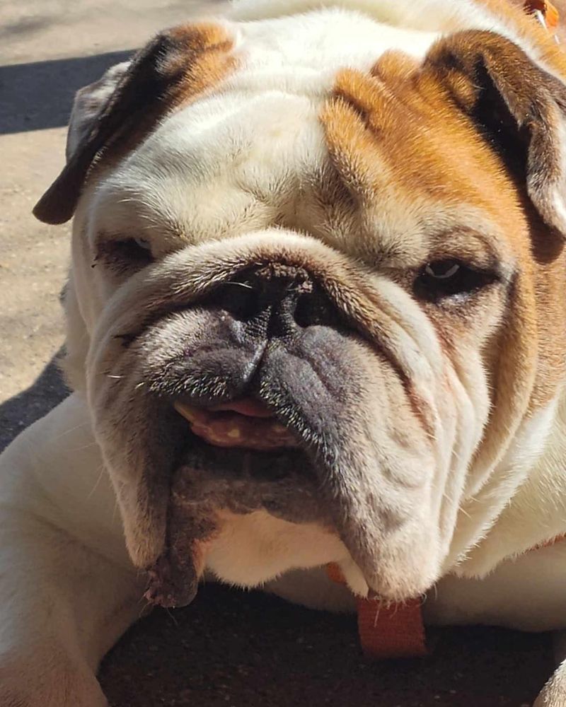 Bulldog