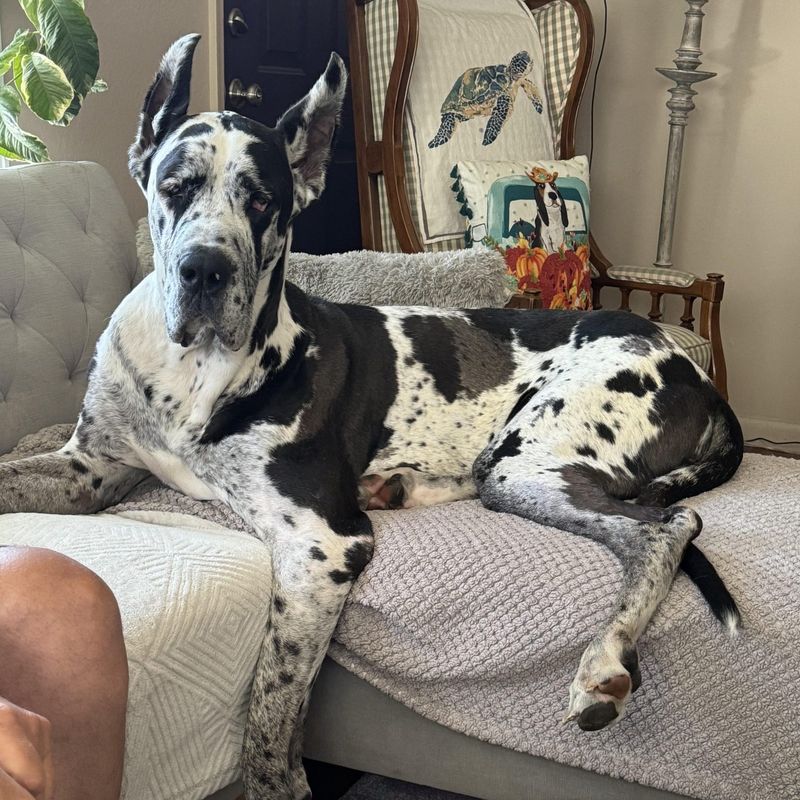 Great Dane