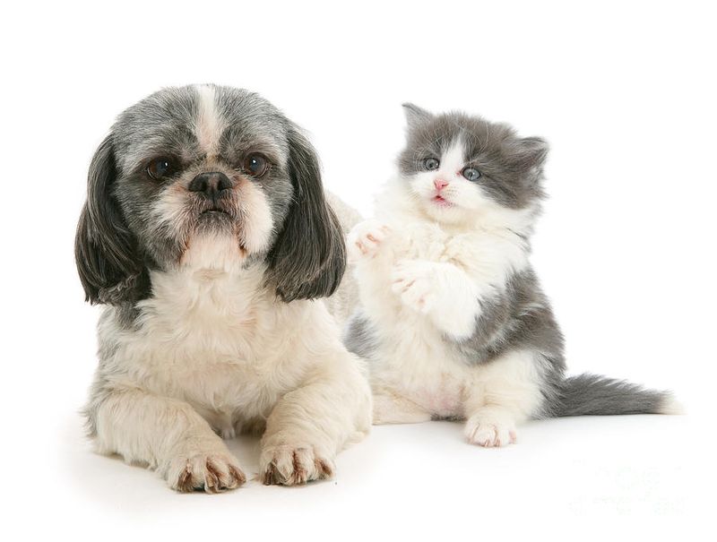 Shih Tzu