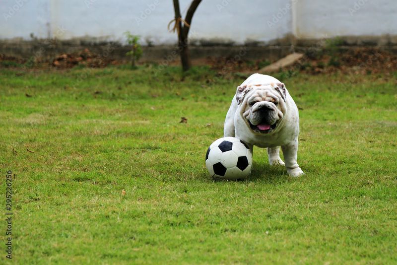 Bulldog
