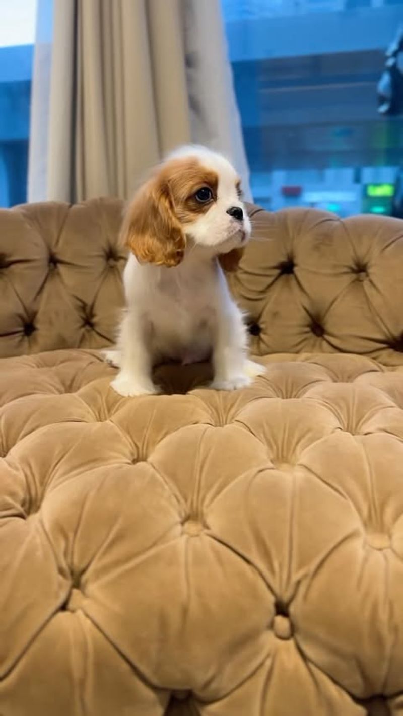 Cavalier King Charles Spaniel