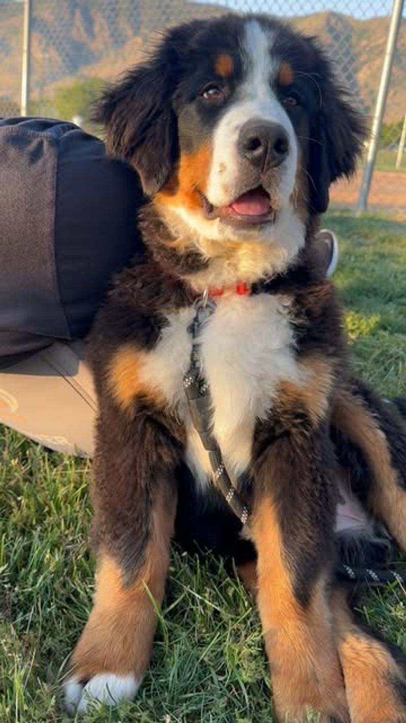 Bernese Mountain Dog