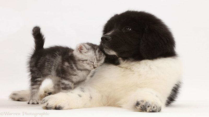 Newfoundland